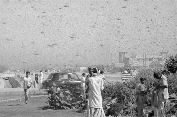 Locust swarm over Karachi (1961)