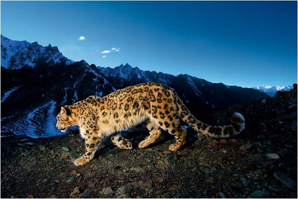 Our snow leopards are in danger!