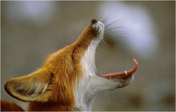 Red Fox Screaming