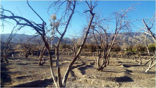 The dying orchards of Qilla Saifullah