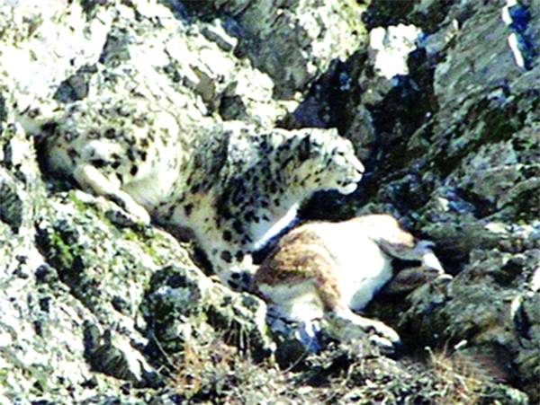 Why the Snow Leopard is in peril