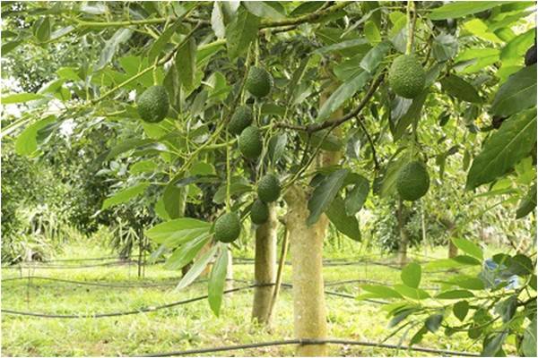 Growing your own avocado supply - I