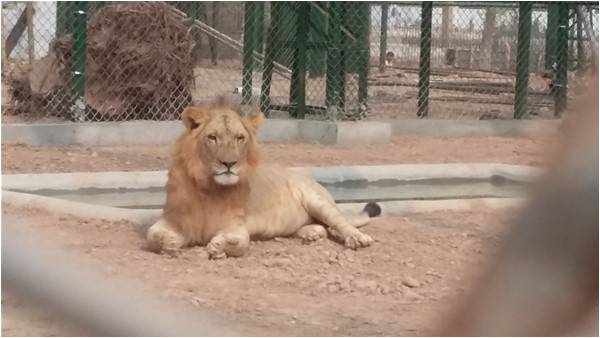 Peshawar gets its own zoo