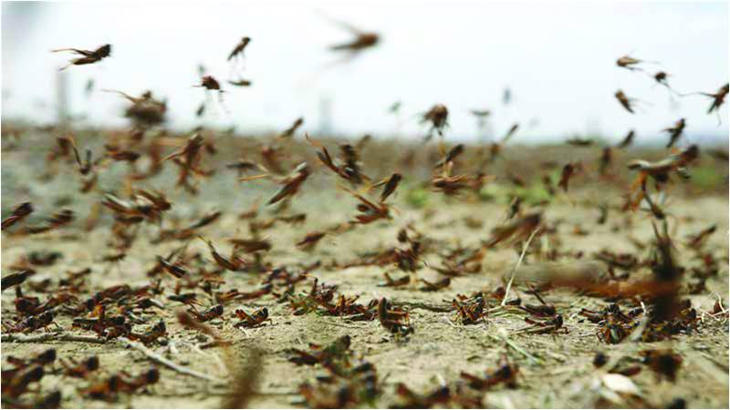What Locusts Mean for Sindh’s Farmers