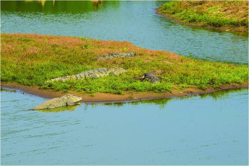 Encounters with Crocodilians