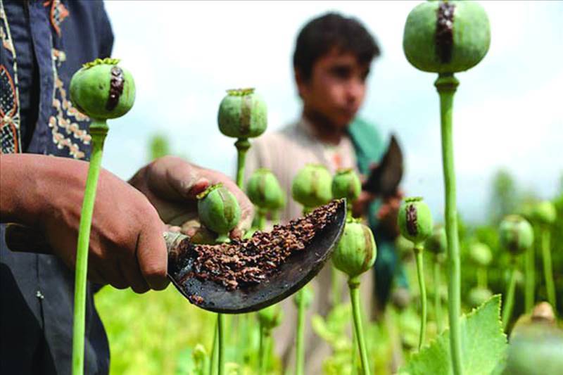 Khyber Pakhtunwa’s opium poppy challenge