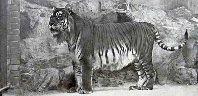 The Curious Case Of The Chitrali Tiger