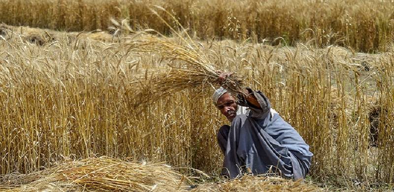 Urea Crisis: Another Blow To Pakistan's Farmers