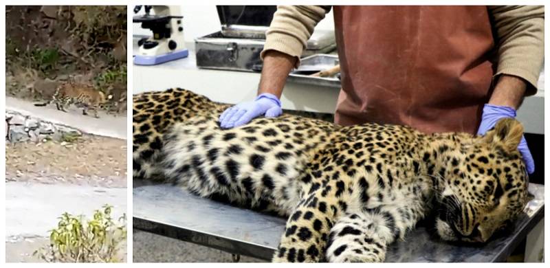 Leopard Stoned To Death In Azad Kashmir