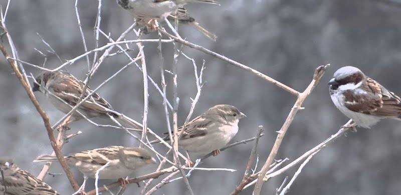 Climate Change Is Causing Sparrows To Disappear From The Skies Of Lower Dir
