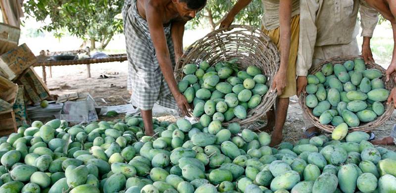 How Climate Disaster Is Affecting The Future Of Mango Farming In Sindh