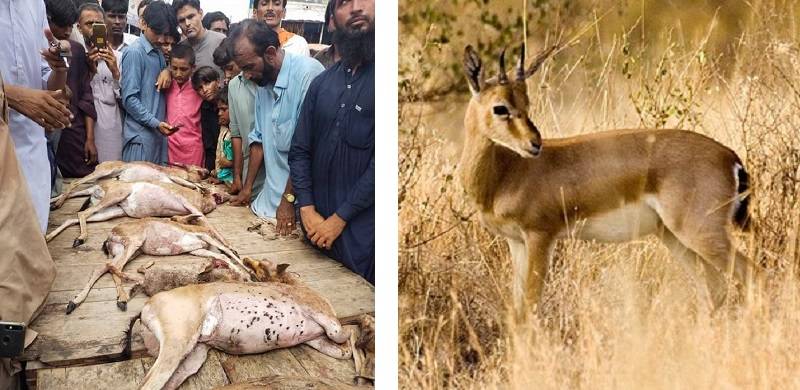 Hunters Become Hunted As Thar Villagers Chase Illegal Killers Of Deer