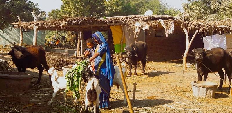 How Eid-ul-Azha Brings Joy To Rural Women Engaged In Animal Husbandry