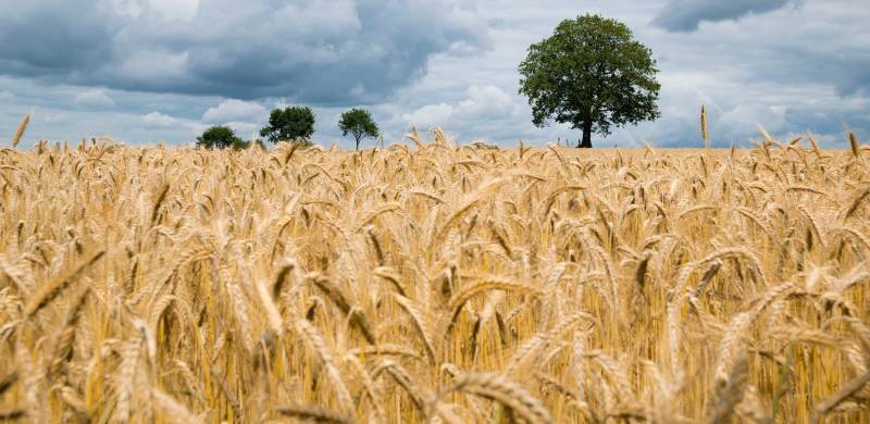Govt Imports 800,000 Tons Of Wheat Due To Three Million Ton Shortage
