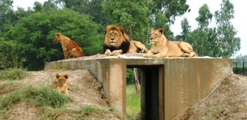 Lahore Zoo Auctioning Off 12 African Lions For As Low As Rs. 150,000