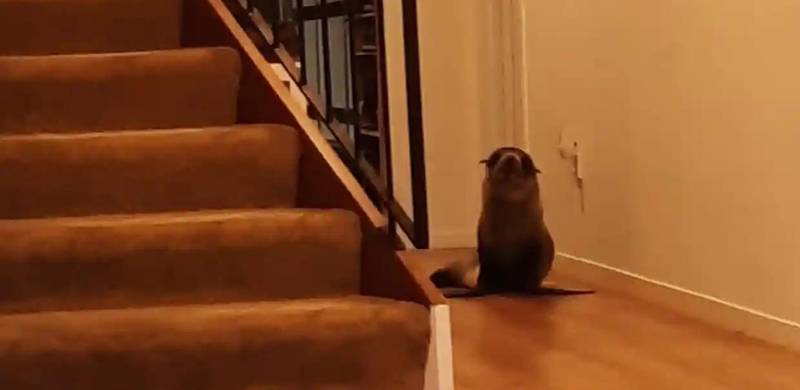 Seal Breaks Into House In New Zealand