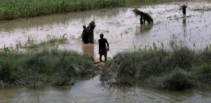 Pakistan Will Face Wheat Crisis If Floodwater Doesn't Dissipate: Economist