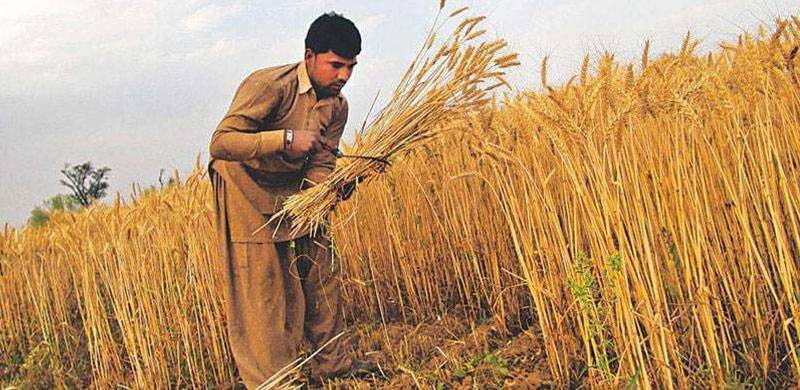 ‘Leave No One Behind’: Assessing The Impact Of Climate Change On Food Insecurity In Pakistan