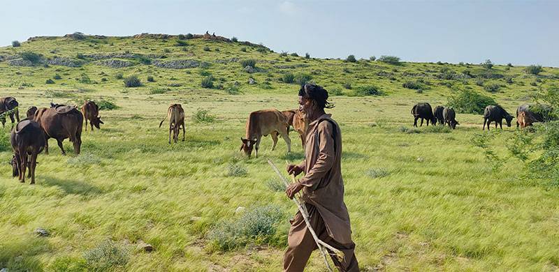 Fighting Floods And Diseases With Precious Livestock, Herders Return From Indus-Kohistan To Destroyed Lives
