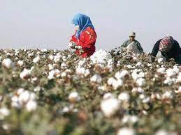 No Cotton, No Wheat: Pakistan's Agricultural Crisis