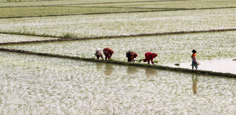 Pakistan Spared From Custom Duties In Rice Exports To Azerbaijan