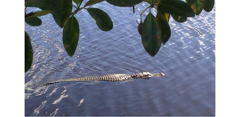 Searching For Alligators In The Everglades Of Florida