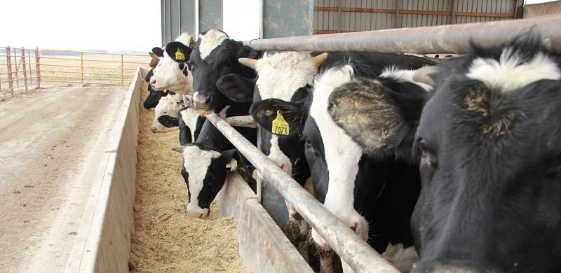 CAFOs, GMOs And The Voiceless: Protecting Human And Animal Life In Pakistan