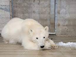 Orphaned Baby Polar Bear Surviving AND Thriving
