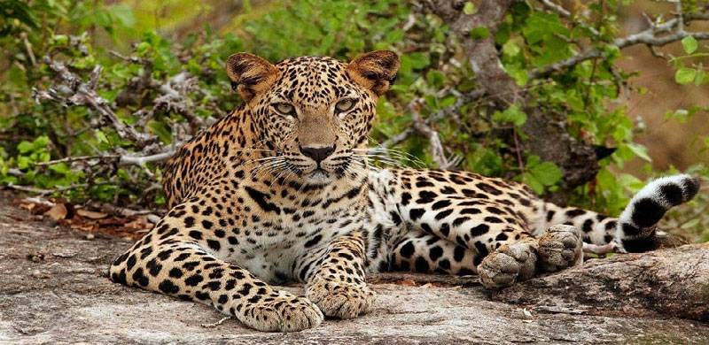 Endangered Species Of Leopard Run Over On GT Road