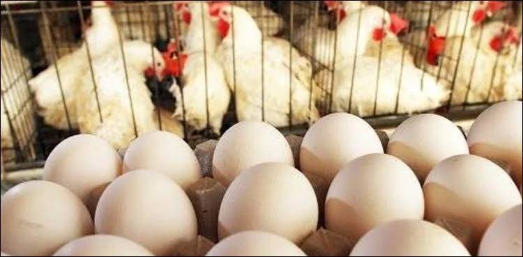 Supreme Court Upholds Competition Commission Findings Against Poultry 'Cartel'