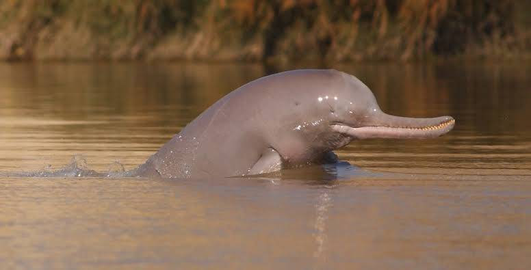 Sukkur Court Sentences Fisherman For Killing Endangered Blind Dolphin