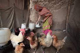 Puzzled By Price Hikes In Poultry?