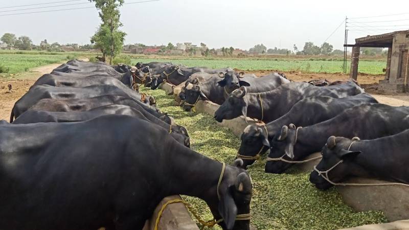 Livestock And Dairy Sector's Export Potential Remains Unexplored