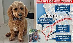 Dog Takes 100-mile Round-trip In Taxi Before Returning Home