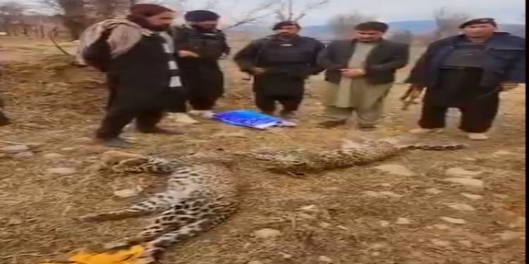 Locals Kill Two Leopards In KP’s Tirah Valley