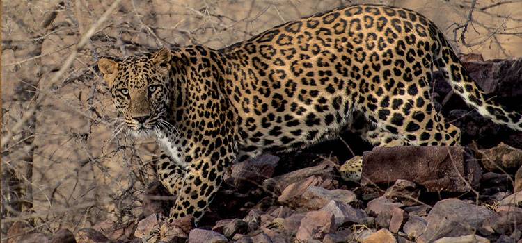 Leopards’ Return To Islamabad Highlights Challenge Of Human-Wildlife Conflict