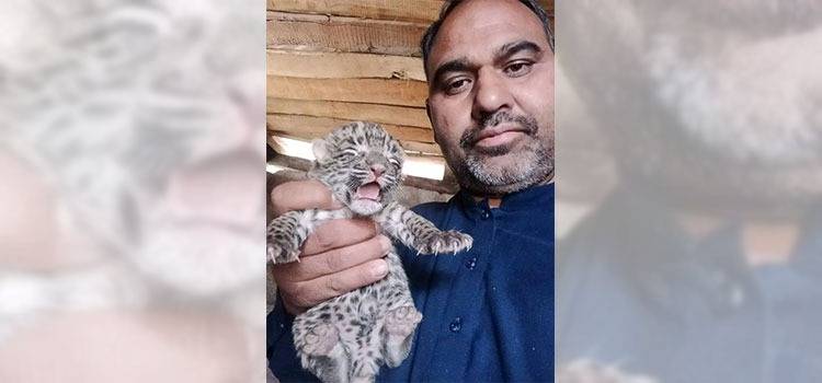 Leopard Gives Birth To Three Cubs In AJK's Haveli District
