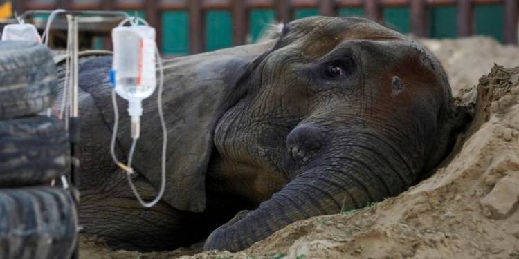 Ailing Elephant In Karachi Zoo 'Noor Jehan' Is No More!