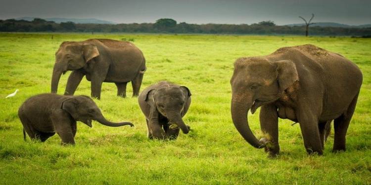 Pakistan To Get Two Female Elephants As Gift From Sri Lanka