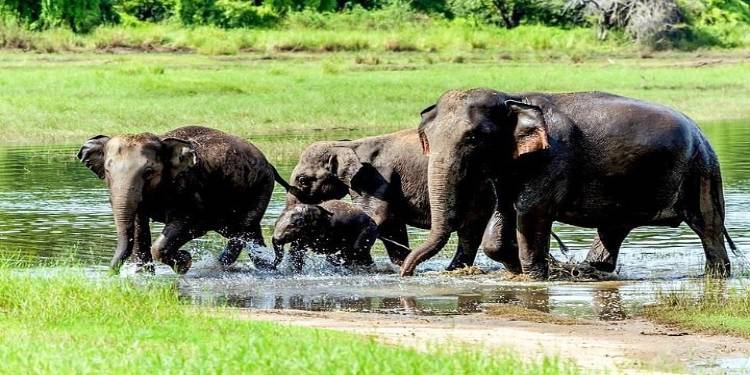 Sri Lanka Denies Offering Elephants To Pakistan