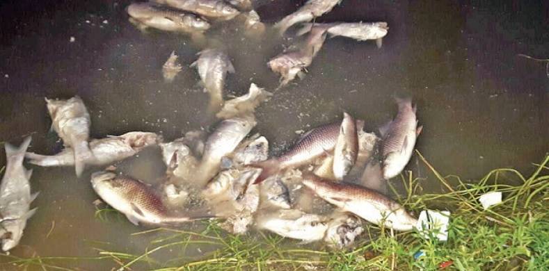 Hundreds Of Dead Fish At Rawal Dam Put Residents Into Panic Mode