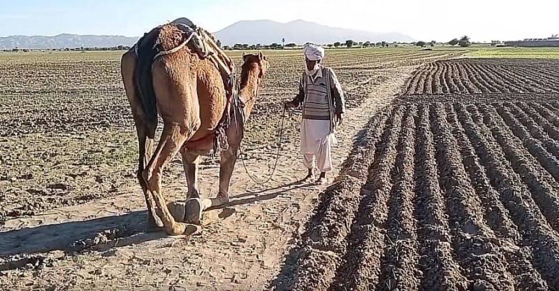 Chickpea Farmers In Lakki Marwat Lose Hope, As Reality Of Climate Change Hits Them  