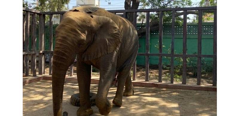 Elephant In The Room - How Pakistan Can Reduce Zoo Animals' Suffering