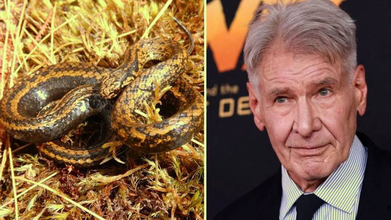 What Do Harrison Ford And A Snake Have In Common?