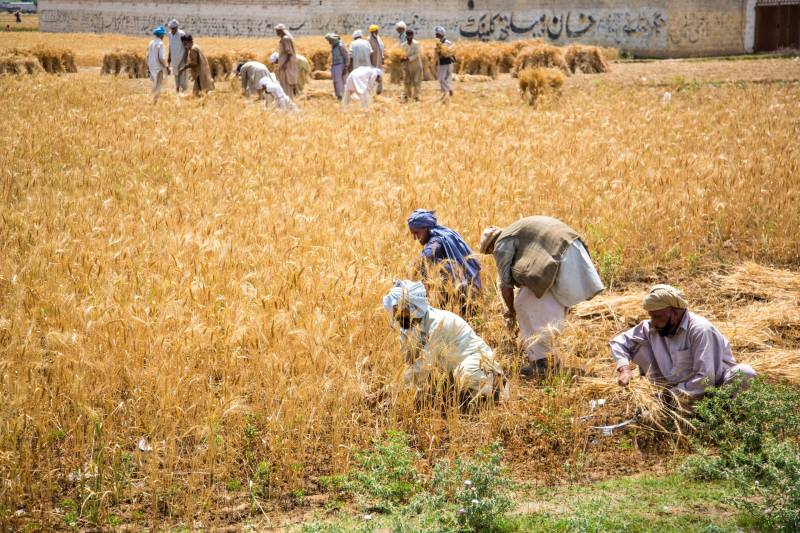 Pakistan's Agriculture Sector In Need Of Revival