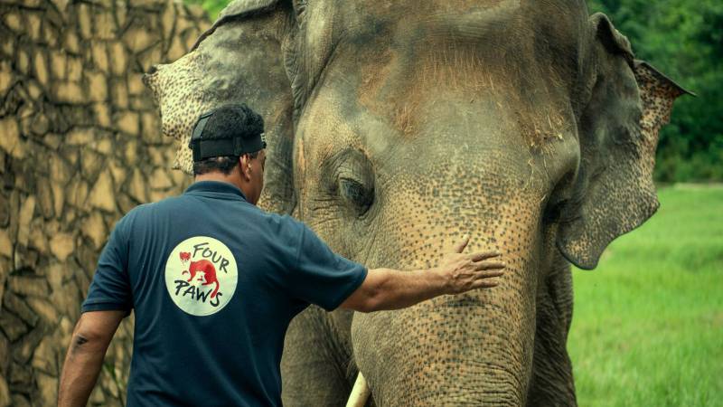 Efforts Underway To Move Madhubala From Karachi Zoo To Safari Park