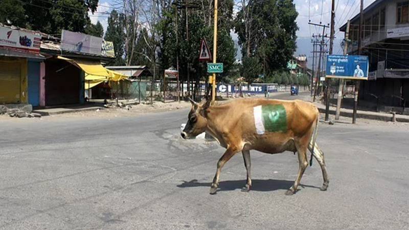 Pakistan The Modern Day 'Animal Farm' 