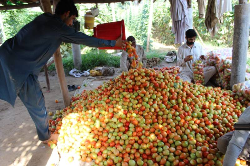 Climate Change: Hottest Summer On Record Brings Unwanted Changes For Khyber Pakhtunkhwa's Farmers