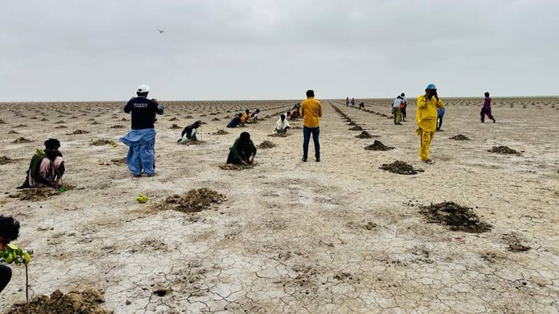 Sindh Hopes Mangrove Project Can Balance CO2 Emissions, Obtain Carbon Credit Revenue Worth Billions