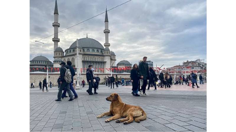 Cats And Dogs Of Istanbul